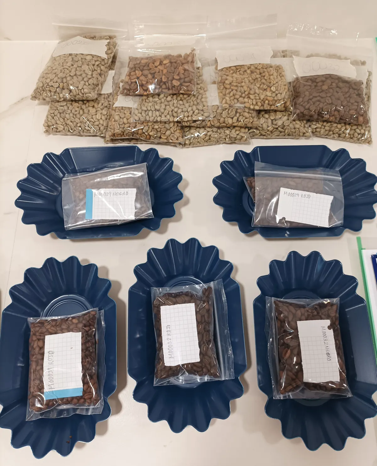 Muestras de café verde y tostado organizadas para una sesión de cata en TYC COFFEE